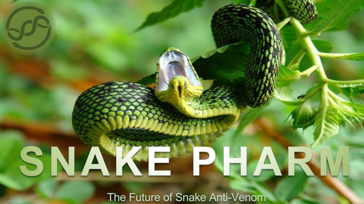 A green bush viper with its mouth open, above the words Snake Pharm, the future of snake antivenom